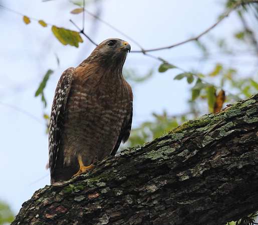 Red Shouldered Hawk