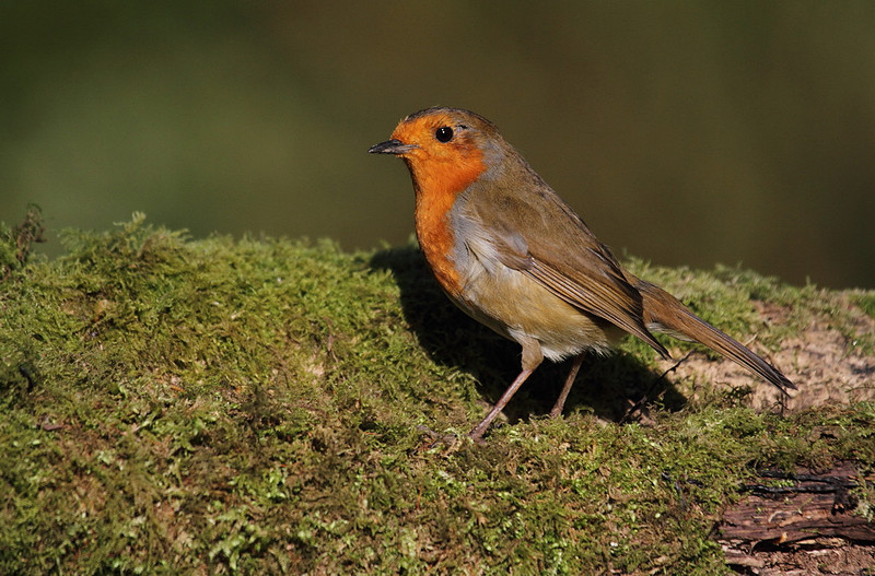 Robin