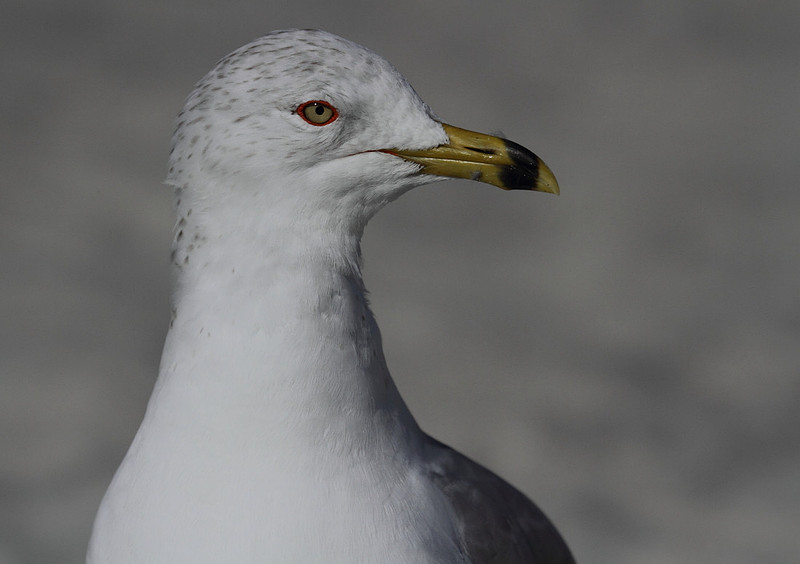 Ring Billed Gull