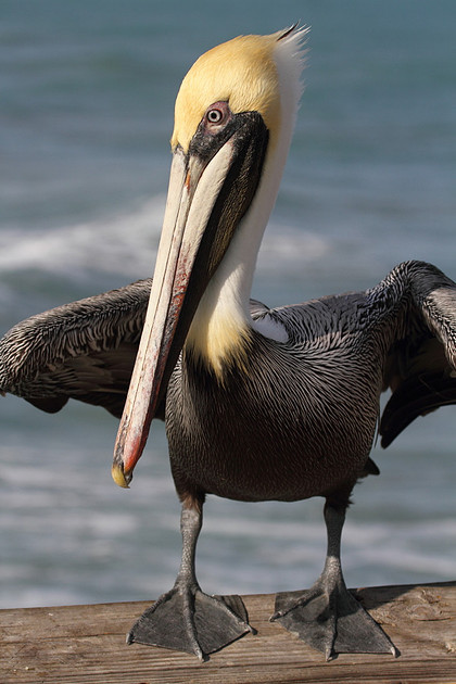 Brown Pelican