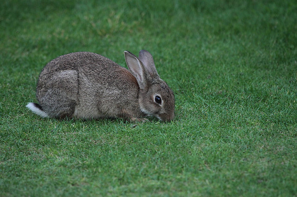 Rabbit