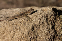 Agama Lizard