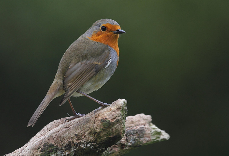 Robin