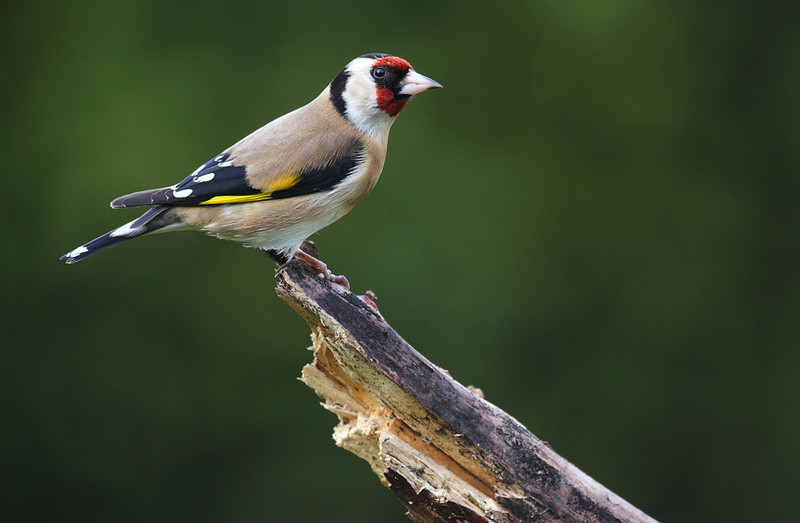 Goldfinch