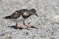 Ruddy Turnstone