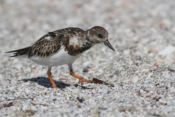 Ruddy Turnstone