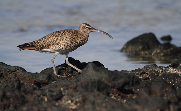 Whimbrel