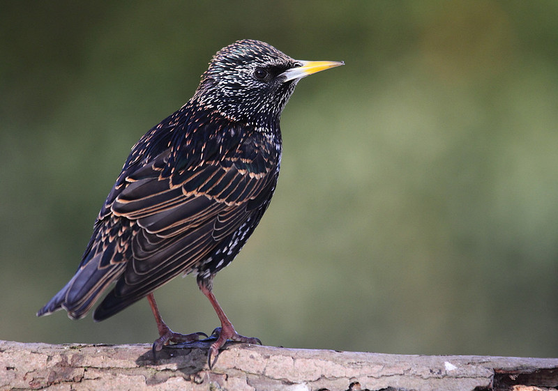 Starling