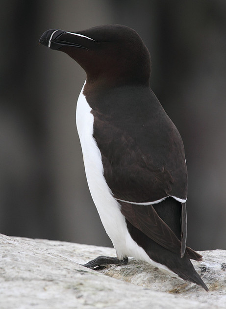 Razorbill