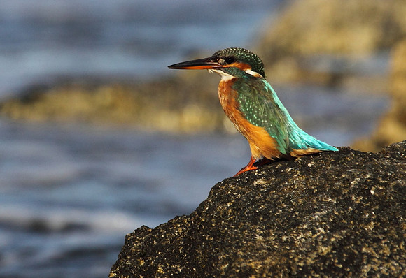 Female Kingfisher
