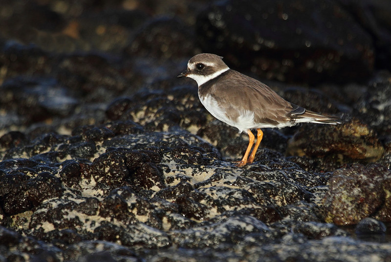 Ringed Plover