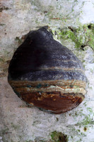 Hoof Fungus
