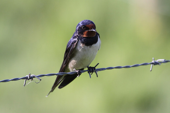 Swallow