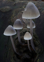 Mycena Fungi