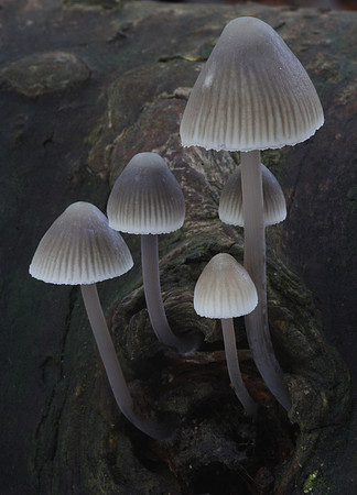 Mycena Fungi