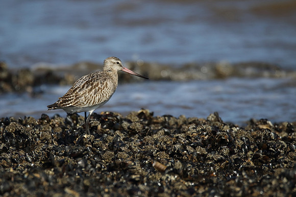Bar Tailed Godwit