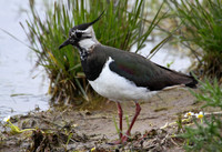Lapwing