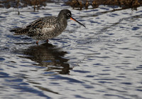 Spotted Redshank