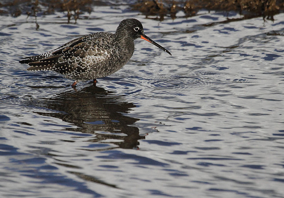 Spotted Redshank