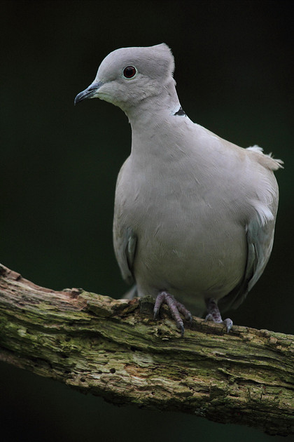 Collared Dove