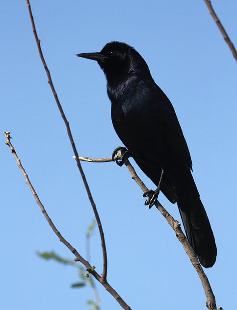 Boat Tailed Grackle