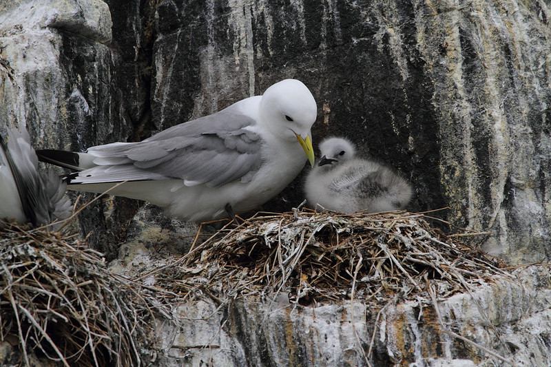 Kittiwake with chick