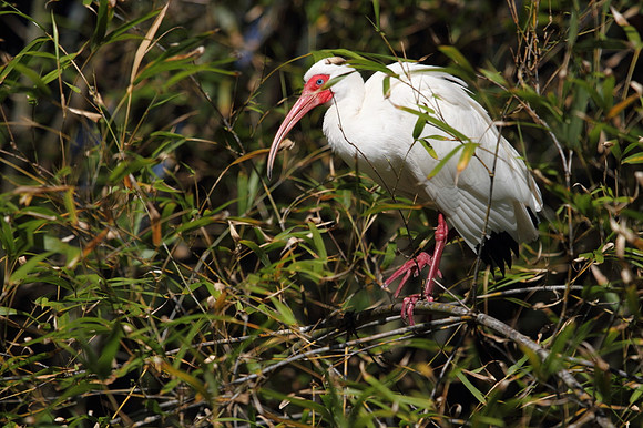 White Ibis