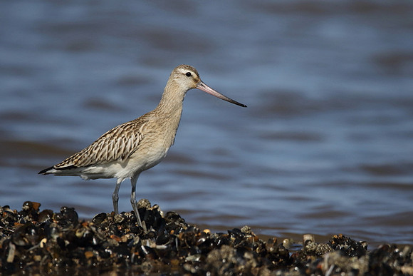 Bar Tailed Godwit