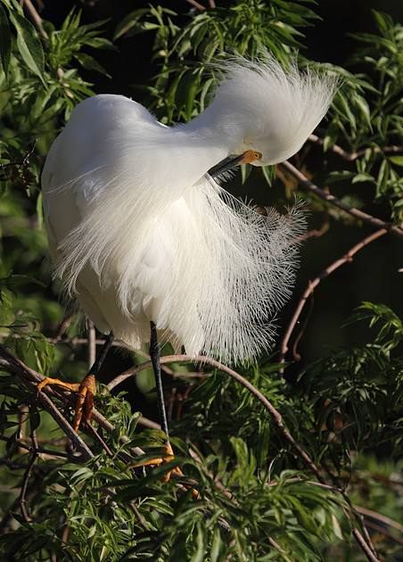 Snowy Egret