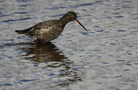 Spotted Redshank