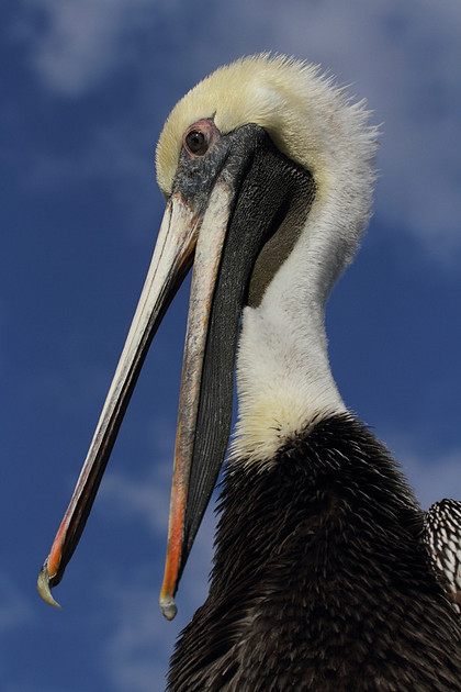 Brown Pelican