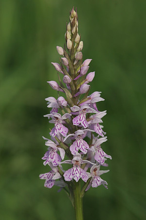 Common Spotted Orchid