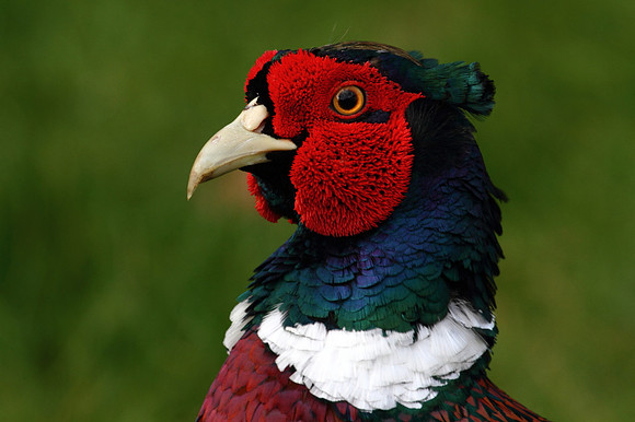 Pheasant