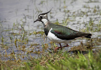 Lapwing