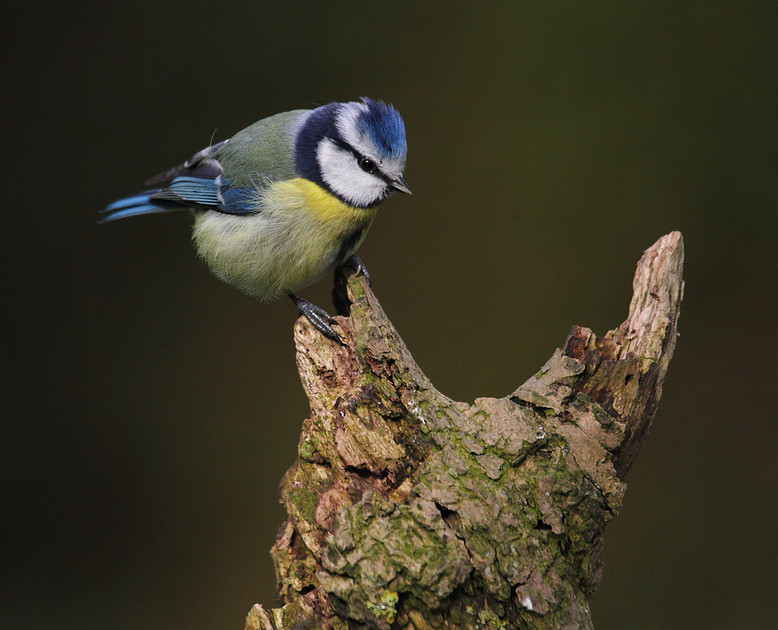 Blue Tit