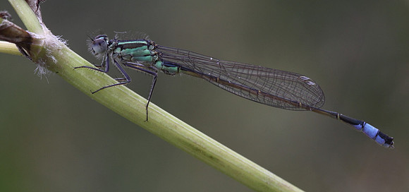 Blue Tailed Damselfly