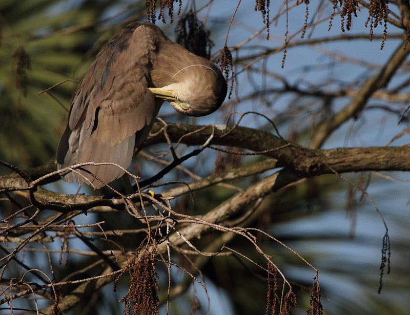 Black Crowned Night Heron