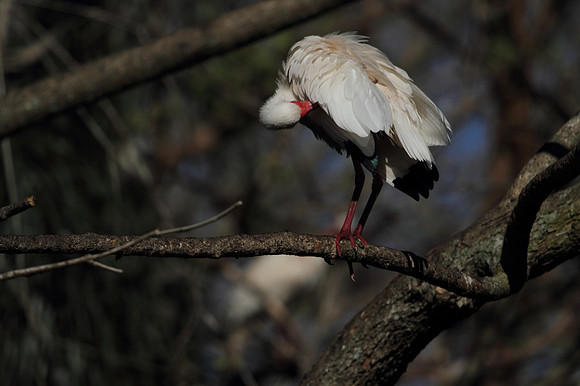 White Ibis