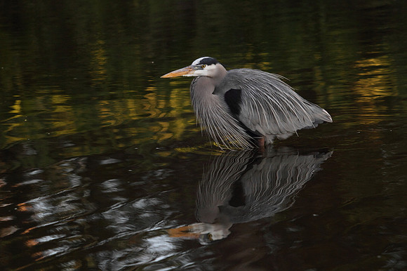 Great Blue Heron