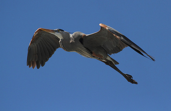 Great Blue Heron 9