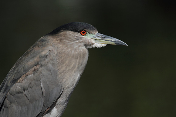 Black Crowned Night Heron