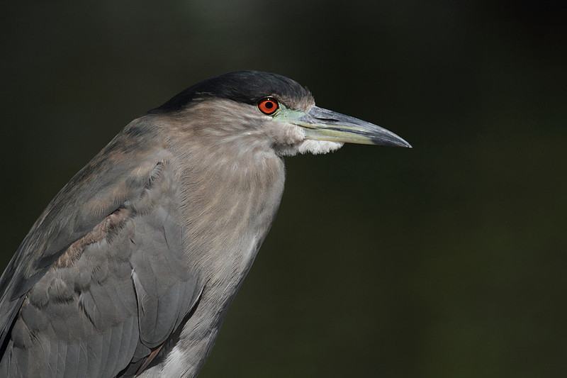 Black Crowned Night Heron