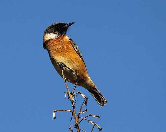Stonechat
