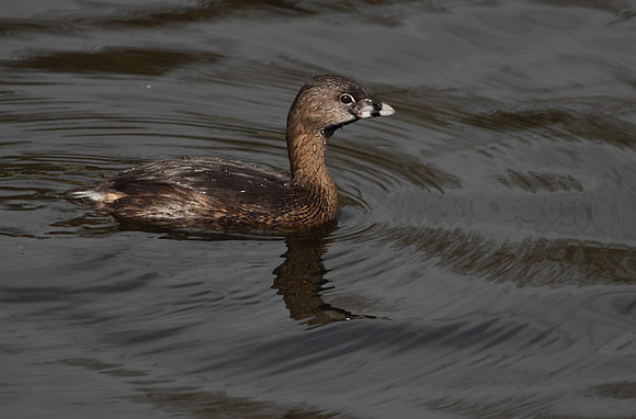 Pied Billed Grebe