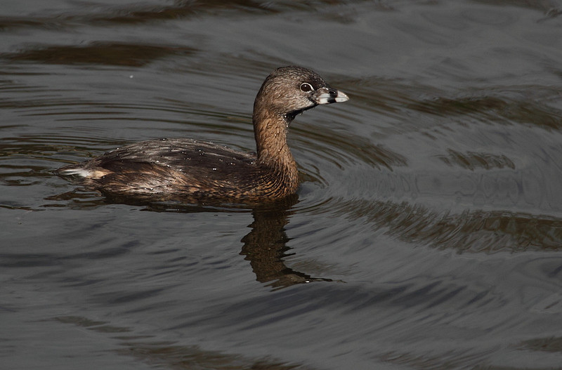 Pied Billed Grebe