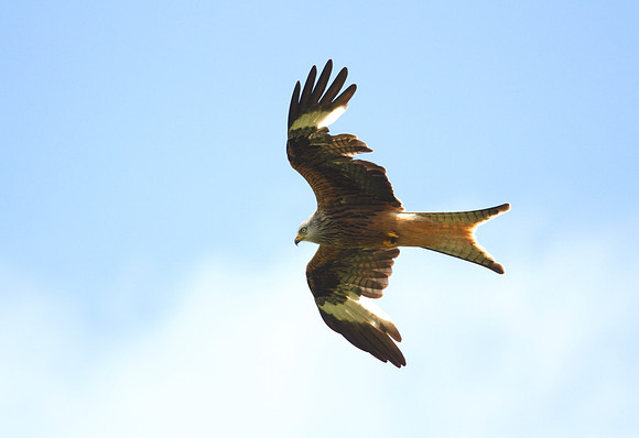 Red Kite