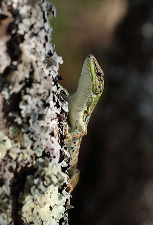 Italian Wall Lizard 2