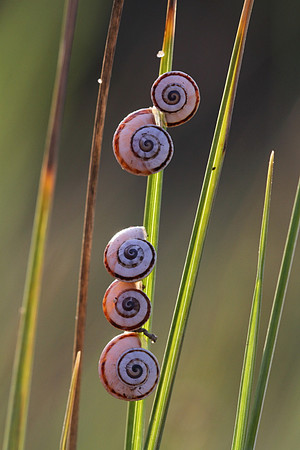 Backlit snails