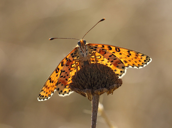 Spotted Fritillary Tuscany 1