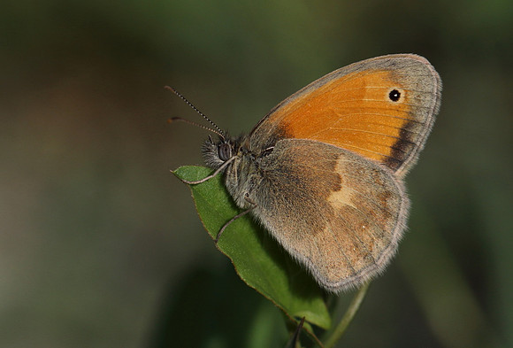 Small Heath - Tuscany 1